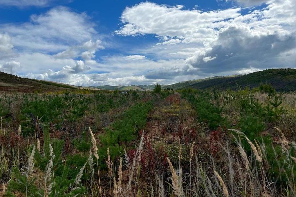 Лес Забайкалья. Сивяково Забайкальский край. Забайкалье фото. Возрождение лесов.