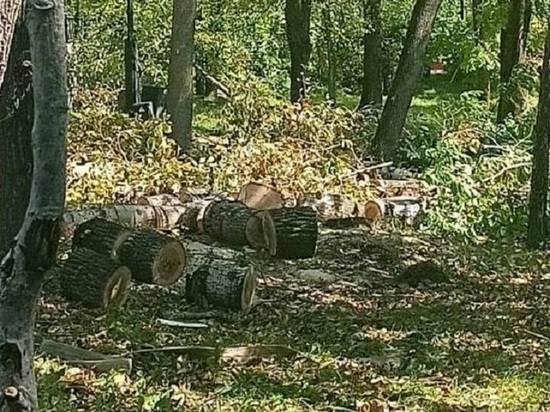 Санитарные рубки прошли в хабаровском парке «Динамо»