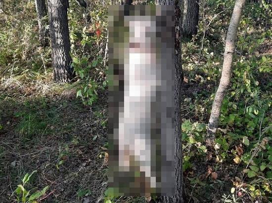 Повешенную собаку обнаружили в лесу под Новосибирском