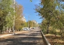 Саженцы, которые планируют посадить на алее Горького в Чите, могут не прижиться