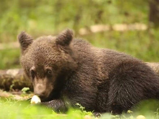 Младшенькие медвежата из центра спасения Тверской области вышли на яблочную трапезу