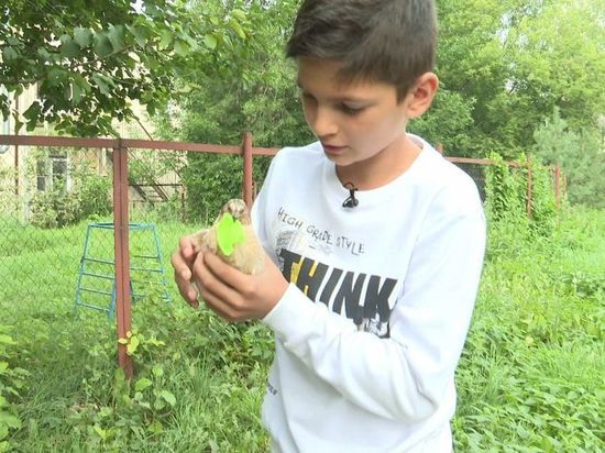 В Рыбинске появился 11-летний Айболит: на его счету - не одна спасенная птичья жизнь