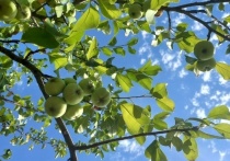 Урожай в 250 тонн соберут в этом году в Суперинтенсивном яблоневом саду