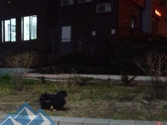 Дончане спасли брошенного под дождем пса