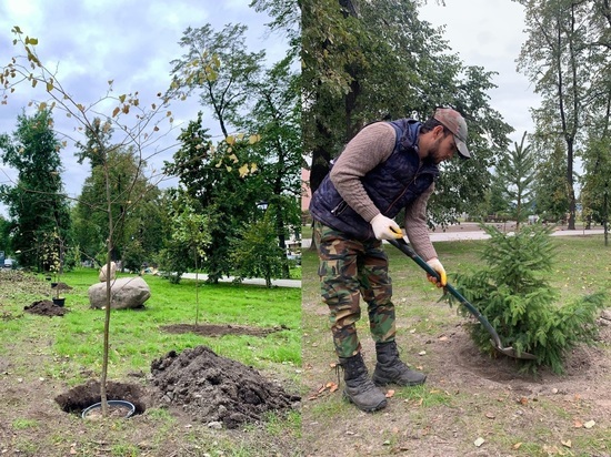 Деревья и кустарники украсят традиционное место прогулок в центре Петрозаводска