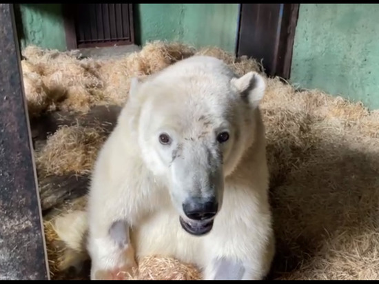 Раненый медведь из Диксона Красноярского края больше не сможет ходить – ветеринары из Москвы