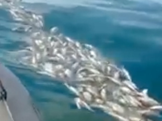 Тонны мертвой рыбы обнаружили в реке на Сахалине
