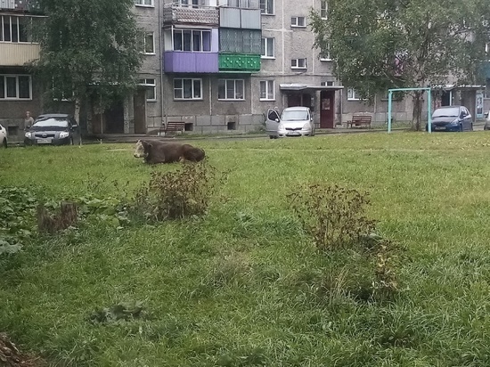 Жителю кузбасского города пришлось убегать от агрессивных быков