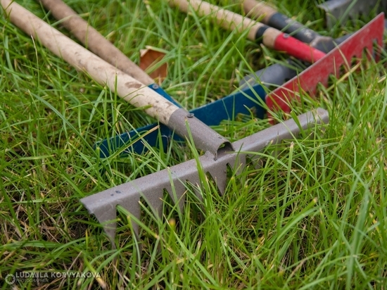 Жители Петрозаводска смогут принять участие в озеленении города