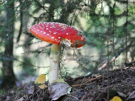 В ивановских лесах закончились грибы... точнее - не начинались