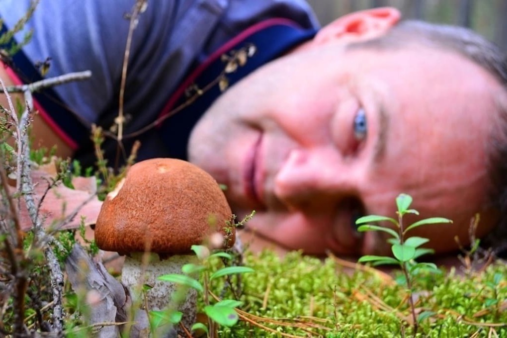 Костромские проблемы: в наших лесах исчезли грибы