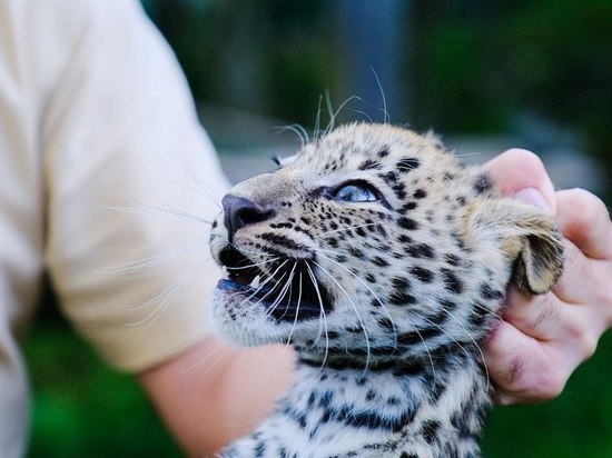 В Сочинском нацпарке вакцинировали детенышей леопардов