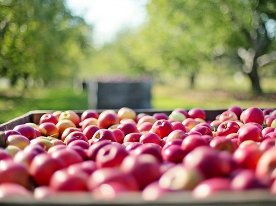 В Фатежском районе Курской области задержали двух мужчин за хищение 450 кг яблок