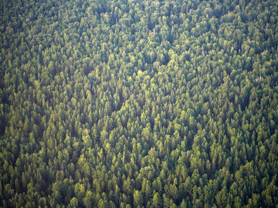 Губернатор Иркутской области Игорь Кобзев предложил меры поддержки лесной отрасли