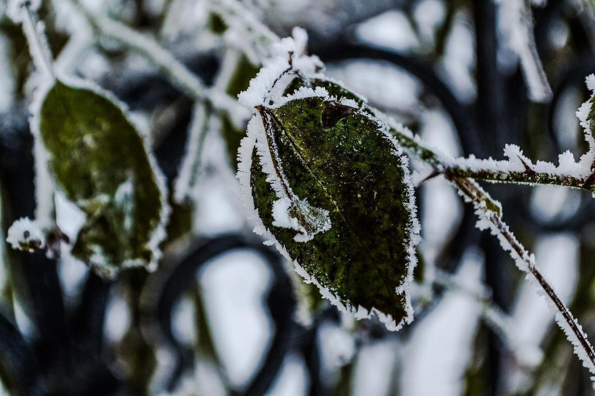 Cold rise. Алтай зимой. Алтай зима. Зима и зеленый цвет картинки.