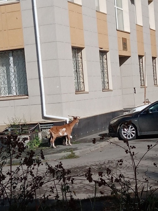 Жителей Копейска удивили козы, выходящие из следственного отдела