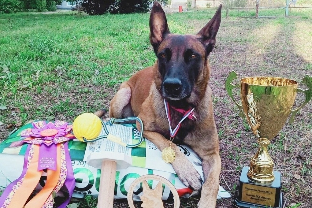Ярославец и его пес победили на всероссийских соревнованиях по дрессуре