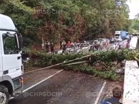 Рухнувшее на федеральную трассу дерево парализовало движение транспорта в Сочи