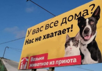 Уполномоченный по правам детей в Татарстане назвала пропагандой чайлдфри призывы брать бездомных животных из приютов и возмутилась социальной рекламой, призывающей к этому