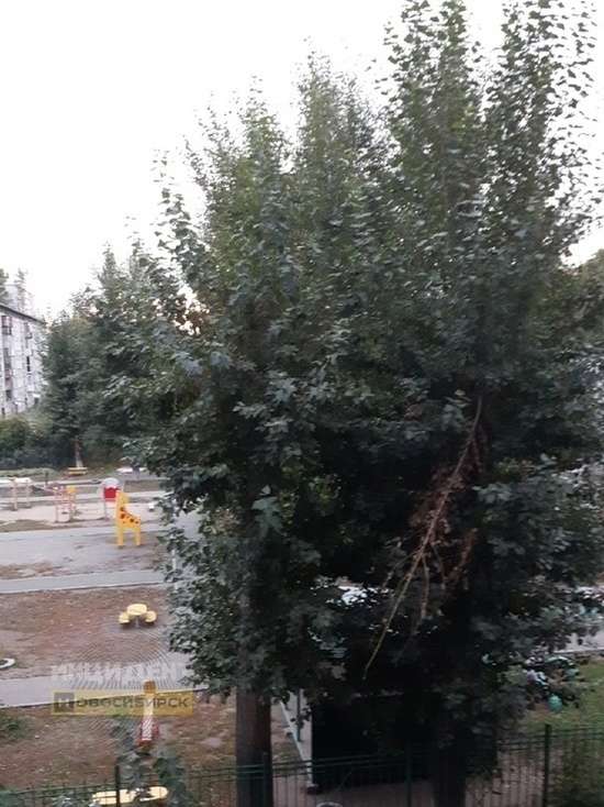Жительница Новосибирска просит помощи в спасении кошки