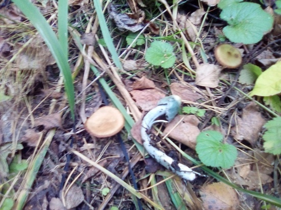 Необычный голубой гриб нашли в лесу под Новосибирском