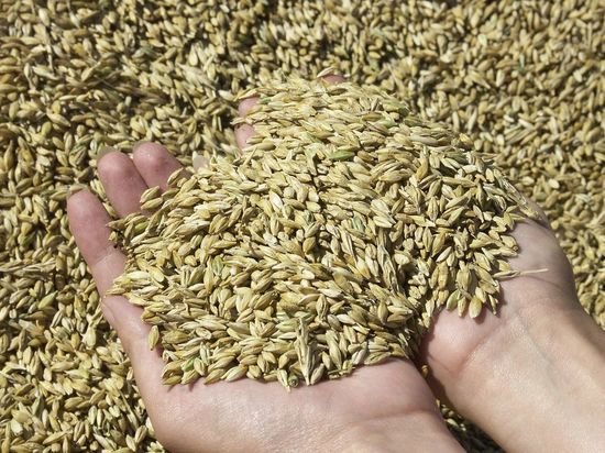 В России спрогнозировали резкое увеличение экспорта зерна