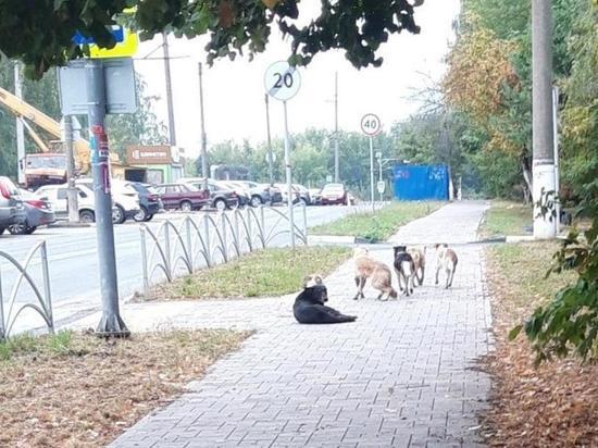 Рязанка пожаловалась на стаю бездомных собак на улице Берёзовой