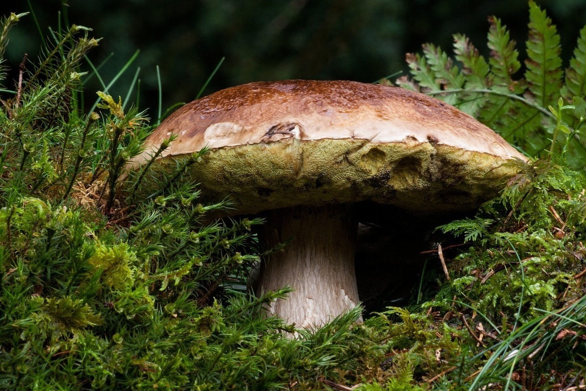 Белый гриб съедобные грибы