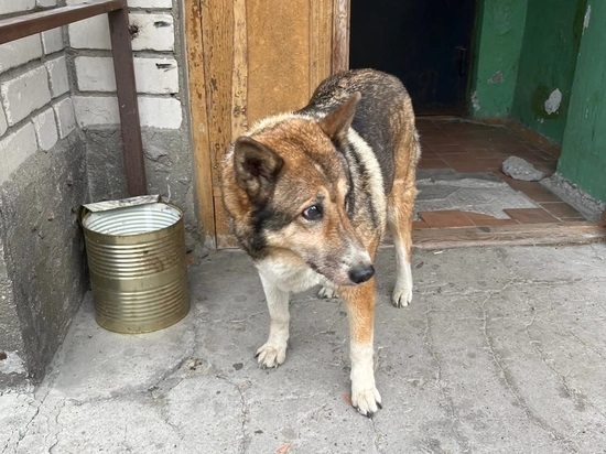 Спасатель вытащил тонущую слепую собаку из озера в городе Карелии