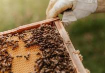 Пчелы закусали насмерть пасечника в деревне Высоково Шаховского городского округа