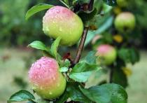 Новый московский ритуал сентября: найти «проблеск» в дождливых днях, когда выглядывает осеннее солнце, и пойти собирать яблоки