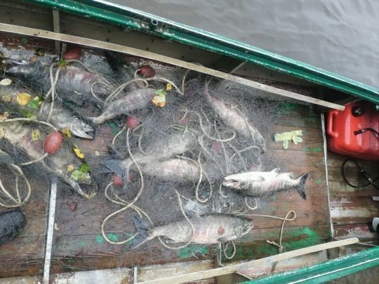 Жители Хабаровского края незаконно ловили рыбу, идущую на нерест