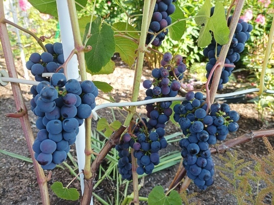 Эксперимент с виноградом удался в городе Карелии