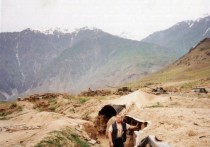 Погранслужба Киргизии заявила что боестолкновения между военными идут по всей протяженности киргизско-таджикской границы