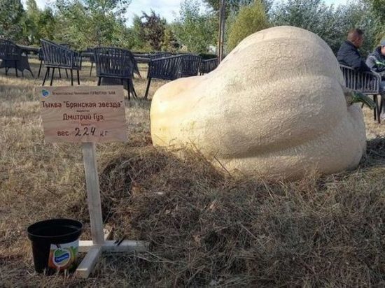 Брянский школьник выставил на продажу гигантскую тыкву