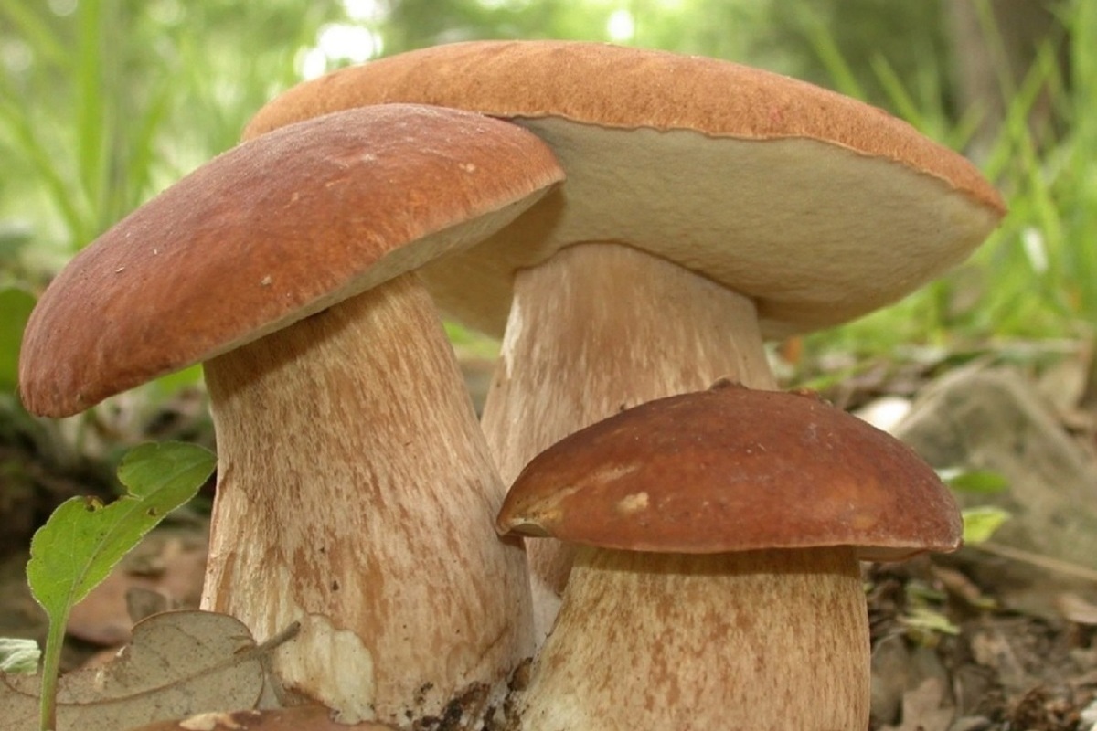виды белых грибов и их названия фото