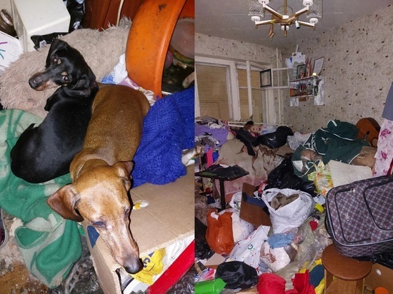 Горожане рассказали о животных, обитающих в захламленной квартире Петрозаводска