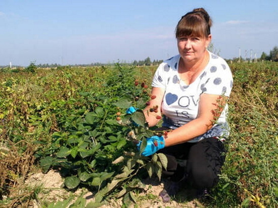 Жительница Брянщины выиграла грант на выращивание ежевики