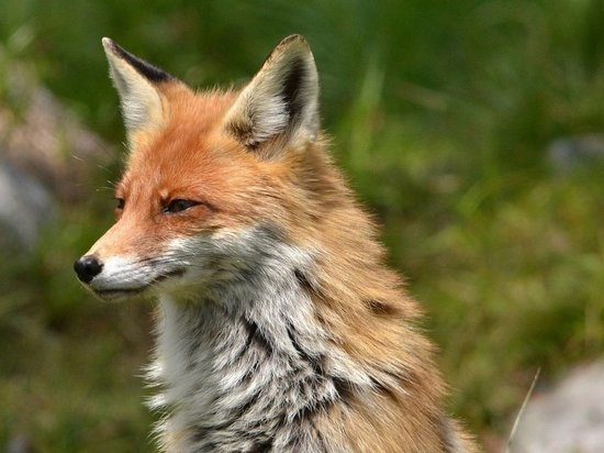 Голодная лиса вышла к нижегородцам в Приокском районе