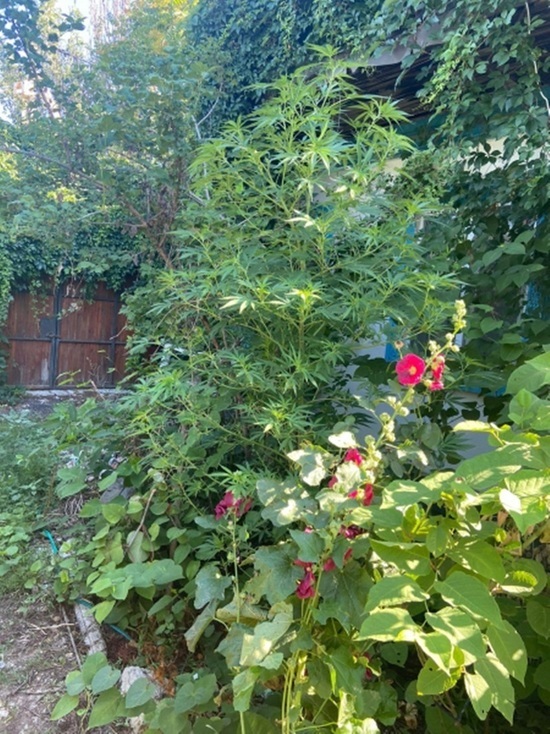 Житель Феодосии вырастил сад из конопли на придомовой территории