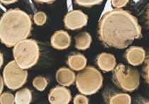 В администрации Калининграда не было инициатив по вырубке деревьев алычи и сливы. Законных причин в отделе озеленения также не видят, уточнили в пресс-службе мэрии.