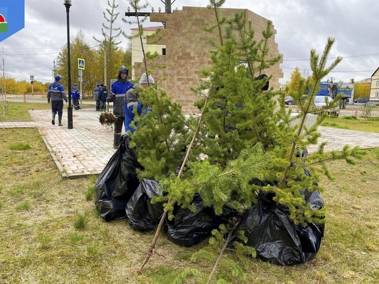 Жители Надымского района посадили сотни новых деревьев