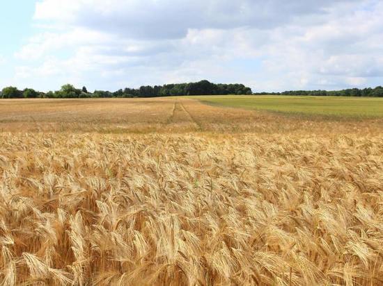 Урожай зерна в Псковской области успели убрать на 86%