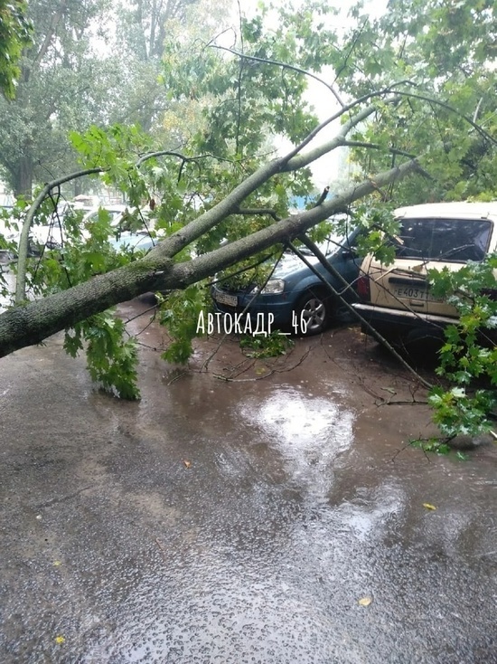 В Курске упавшее дерево привалило два автомобиля
