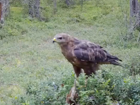 Важная птица попала в объектив фотоловушки в заповеднике Карелии