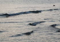 Как сообщили в ОТВ, по словам очевидцев в районе мыса Неприступный выбросился на берег огромный кит