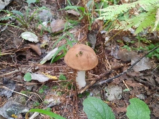 В лесах Калужской области пропали грибы
