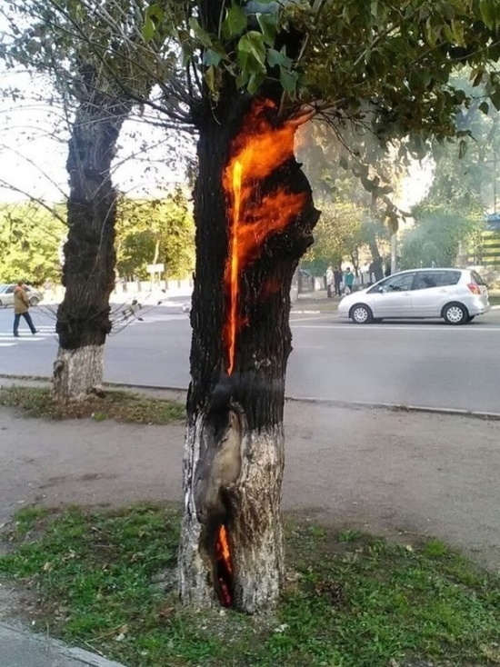 В Советске пожарные потушили горящее дерево