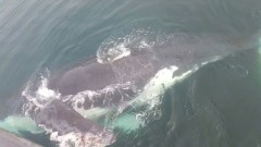 Огромный кит поприветствовал рыбаков на Курилах