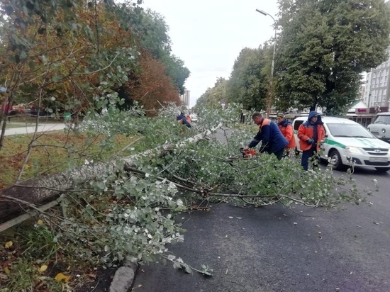 На проезде Завражнова в Рязани убрали упавшее из-за ветра дерево